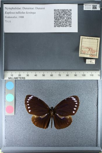 Media type: image;   Entomology 160161